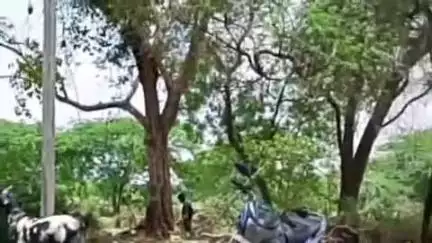 रसूलाबाद: चंद्रकन असालतगंज में देव स्थल पर खड़े पीपल के पेड़ पर दबंग ने चलाया आरा, वन विभाग ने की जुर्माने की कार्रवाई