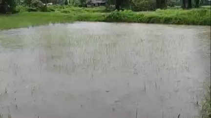 সাগর: বঙ্গোপসাগরে নিম্নচাপে জেরে দক্ষিণ ২৪ পরগনা জেলা জুড়ে রাতভর বৃষ্টির জেরে ধান চাষীদের মাথায় হাত