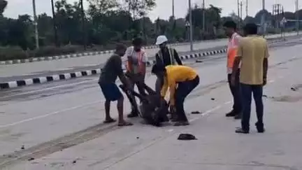 झांसी: बरुआसागर के फोरलेन हाईवे पर बैठी अन्ना गोवंश को अज्ञात वाहन ने मारी टक्कर, तीन गायों की हुई मौत, वाहन चालक फरार