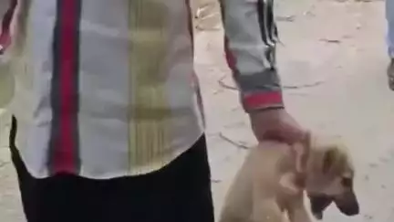 अमरोहा: अमरोहा में युवक की हैवानियत, गांव इकौंदा में युवक ने कुत्ते के बच्चे को बेरहमी से मारा, वीडियो वायरल