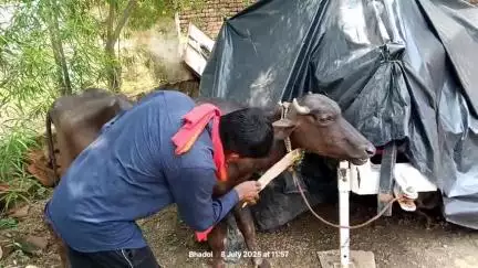 इंदरगढ़: इंदरगढ़ क्षेत्र के कई गांवों में गलाघोंटू रोग की चपेट से सैकड़ों पशुओं की हुई मौत, प्रशासन की अनदेखी से लोगों में रोष