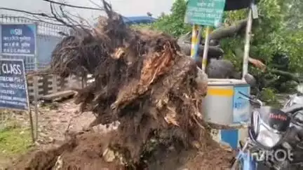 পুরুলিয়া ২: পুরুলিয়া শহরের রাঁচি রোডে হুড় মুড়িয়ে ভেঙে পড়ল একটি পুরনো গাছ টাকা পড়লো গাড়ি বরাদ জোরে বাঁচলেন পুলিশ