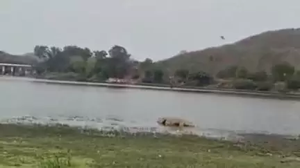 हुज़ूर: भोपाल के भदभदा डैम में दिखा विशाल मगरमच्छ, इलाके में फैली सनसनी