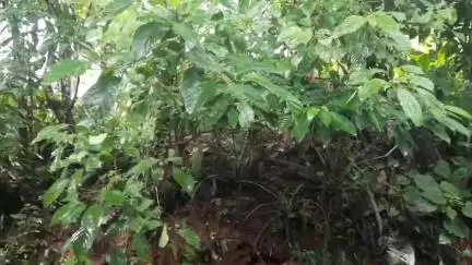 കണ്ണൂർ: ജില്ലയിൽ വരുന്ന അഞ്ചു ദിവസം ശക്തമായ മഴയ്ക്ക് സാധ്യത, മഞ്ഞ അലർട്ട് പ്രഖ്യാപിച്ചു
