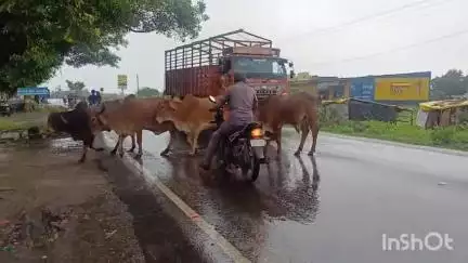 વિસાવદર: વિસાવદર મેઈન રોડ ઉપર જામીયો આખલાઓનાં અડીગાથી વાહન ચાલકો પરેશાન