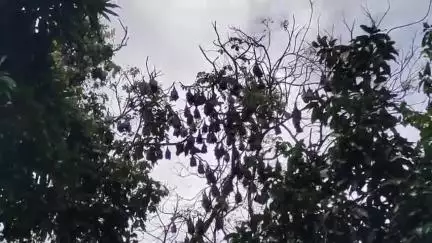 ഒറ്റപ്പാലം: വവ്വാലുകളെ കൊണ്ട് വല്ലാത്ത ഗതികേട്, നിപ ഭീതിയിൽ ചുടുവാലത്തൂരിലെ നൂറോളം കുടുംബങ്ങൾ #localissue