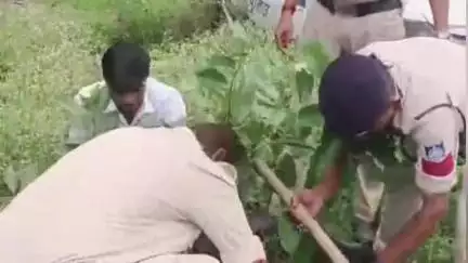 बड़नगर: इंगोरिया थाना प्रभारी और पुलिस स्टाफ ने किया पौधारोपण, कहा- पर्यावरण को शुद्ध रखने के लिए पेड़-पौधे हैं ज़रूरी