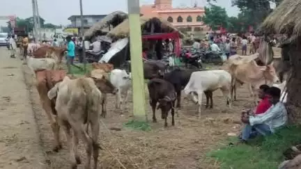সাঁইথিয়া: মন্দিরের পাশে গরুর হাট ক্ষোভে ফুঁসছে সনাতনী সমাজ