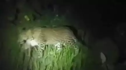 लहरपुर: ग्राम बहिया बहरामपुर के मजरा टापर पुरवा में तेंदुआ के टहलते हुए का वीडियो वायरल, ग्रामीणों में दहशत का माहौल