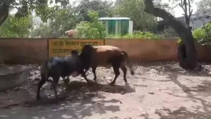 झज्जर: झज्जर शहर की पुरानी तहसील में आवारा पशुओं का आतंक, कई वाहनों को नुकसान