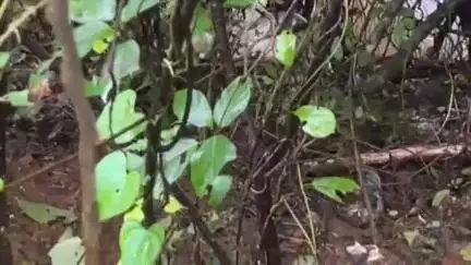 ഒറ്റപ്പാലം: വടക്കേപാത പാറക്കടവിൽ മലമ്പാമ്പ് തെരുവുനായയെ വരിഞ്ഞ് മുറുക്കി കൊന്നു