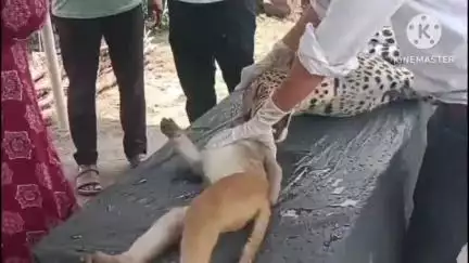 सवाई माधोपुर: सवाई माधोपुर के नीम चौकी एरिया में 11000 केवी की लाइन की चपेट में आने से पैंथर और बंदर की हुई मौत