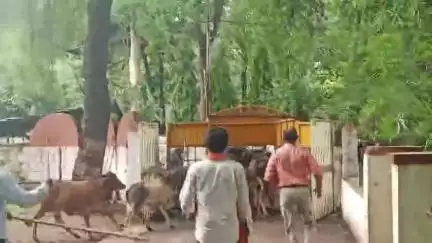 कोलारस: कोलारस नगर पालिका सीएमओ भार्गव ने आवारा पशुओं को भेजो गौशाला