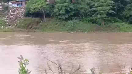 नरसिंहपुर: कचहरी से गणेश मंदिर जाने वाले सिंगरी नदी के पुल से युवक बहा, लाइव वीडियो वायरल