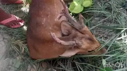 मोतिहारी: मोतिहारी पकड़ीदयाल पथ के अगरवा मसान के पास मंगलवार को जंगल से भटक कर आई हिरण टेम्पो से टकराई, घायल हुई