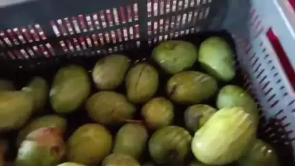 गोड्डा: गोड्डा निपनिया में 'आम बागवानी महोत्सव' का आयोजन, किसानों की सफलता ने बटोरी सराहना