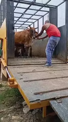 सांगानेर: निगम ग्रेटर आयुक्त डॉ. गौरव सैनी ने हिंगोनिया गौशाला का किया औचक निरीक्षण