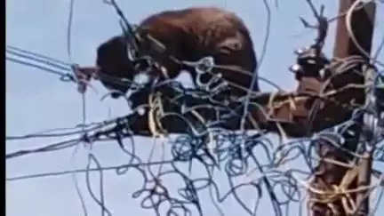 குன்னூர்: சிம்ஸ் பார்க் அருகே நாய்கள் விரட்டியதால் மின் கம்பத்தில் ஏறிய மர நாய்- வனத்துறையினரின் முயற்சியால் உயிர் தப்பியது