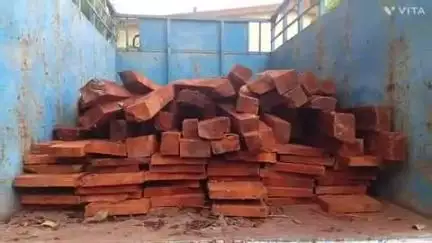द्वाराहाट: प्रतिबंधित वन प्रजाति तुन की बल्ली और तख्तों का द्वाराहाट पुलिस ने पकड़ा जखीरा, सुबह दी गई दबिश