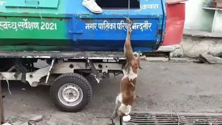 मंदसौर: खानपुरा क्षेत्र में कुत्ते को रस्सी से बांधकर कचरा वाहन में उल्टा लटकाया, वीडियो वायरल