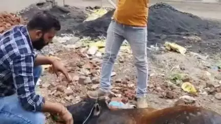 मंदसौर: गायों में फैल रही लम्पी वायरस की बीमारी, गो आरोग्य सेवा समिति अध्यक्ष ने MLA व अन्य लोगों को दिया ज्ञापन