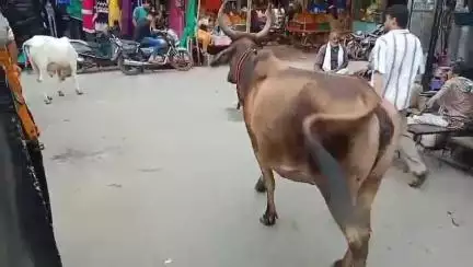 शाजापुर: शाजापुर शहर में आवारा मवेशियों का आतंक, शहरवासी परेशान, नगर पालिका प्रशासन बेखबर, आए दिन हो रहे हादसे