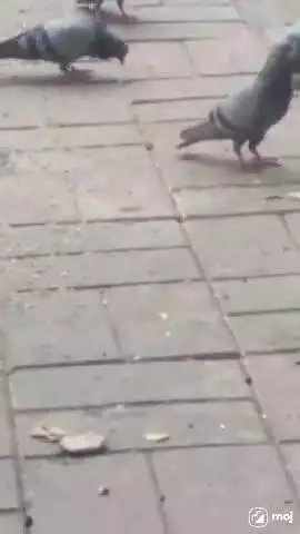 Catch the city’s feathered friends in action!  #PigeonVibes #TrafficSignal #UrbanWildlife #CityLife #BirdWatching