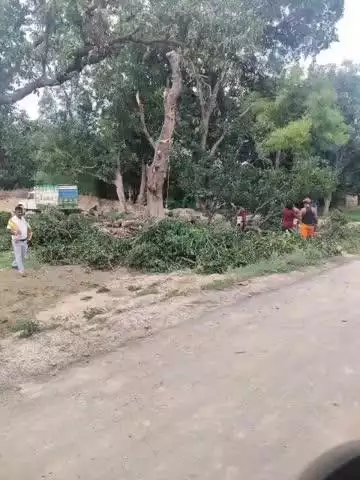 लंभुआ: लंभुआ में धड़ल्ले से कट रहे हरे आम के पेड़, जिम्मेदार मौन, पर्यावरण को पहुंचाया जा रहा नुकसान: वन क्षेत्राधिकारी