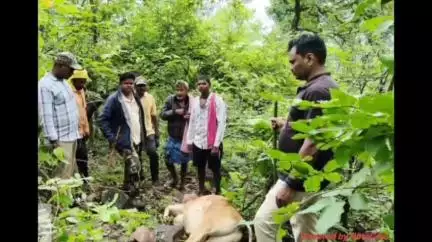 బెల్లంపల్లి: మల్కపల్లి వెంకటాపూర్ అడవి ప్రాంతంలో సంచరిస్తున్న పులి లెగ దూడను హతమరిచినట్లు తెలిపిన అటవీశాఖ అధికారి
సిహెచ్ పూర్ణచందర్