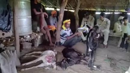 पाटी: जंगली जानवर ने बकरियों का शिकार किया, बाड़े में बंधी 3 बकरियों की मौत, वन विभाग ने बनाया पंचनामा