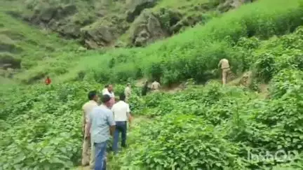 जुब्बल: रांवी पंचायत में भांग उखाड़ो अभियान चलाया गया, SHO जुब्बल चेतन चौहान रहे मौजूद