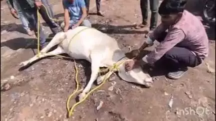 बंडा: बरा चौराहा अंग्रेजी शराब दुकान के पास आपे वाहन ने गाय को मारी टक्कर