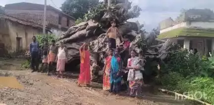मसलिया: घुरमुन्दनी आंगनबाड़ी केंद्र के समीप सड़क पर गिरे बरगद के पेड़ ग्रामीण व राहगीरों के आवाजाही में बना है आफत#jansamasya