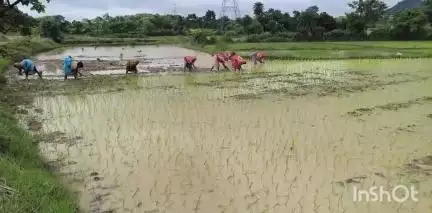 मसलिया: मसलिया प्रखंड क्षेत्र में किसान जोरों पर कर रहे धान की रोपाई