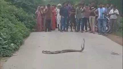 माण्डलगढ़: पिथाजी का खेड़ा गांव में सड़क पर नाग और नागिन ने किया प्रदर्शन