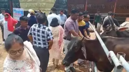 चंदौसी: चंदौसी की बहेड़े वाले ताल के समीप बने अस्थाई गौशाला में नगर पालिका अध्यक्ष लता वार्ष्ण ने पशुओं को खिलाया गुड़ हराचारा
