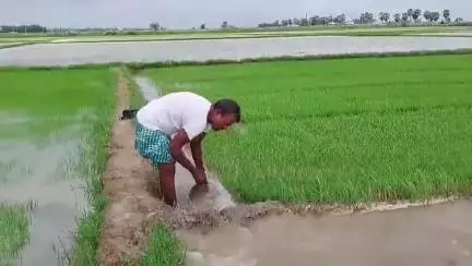 ভাতার: টানা কুড়ি দিনের বৃষ্টিতে ধানের বীজ জলের তলায়, মাথায় হাত ভাতার ব্লকের চাষীদের