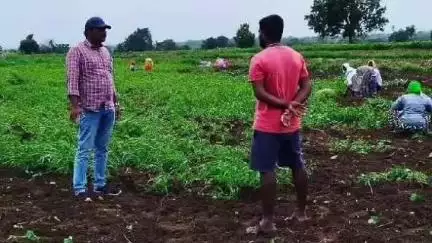 శంకరంపేట ఏ: మాడ్చేట్పల్లిలో పత్తి పంటను పరిశీలించిన మండల వ్యవసాయ అధికారి