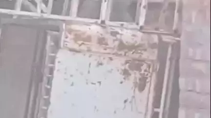 बीकानेर: विश्वकर्मा कॉलोनी में बंदर का आतंक, बच्चों और बुजुर्गों पर किया हमला, कई लोग हुए चोटिल