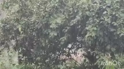 तुलसीपुर: तुलसीपुर क्षेत्र में कई दिनों बाद हुई बरसात से किसानों को मिली राहत, धान की रोपाई शुरू होगी