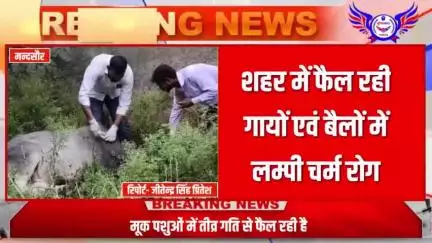 मंदसौर में गाय व बैलों में फैल रही लम्पी वायरस बीमारी से बचाव के लिये उठाये जाये व्यापक कदम
ओम बड़ोदिया ने ज्ञापन देकर ..