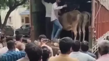महू के गुर्जर खेड़ा में बजरंग दल कार्यकर्ताओं ने गोवंश से भरा ट्रक पकड़ा, ड्राइवर-क्लीनर फरार