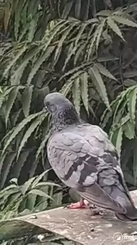 A moment of peace in the urban jungle.  #CityLife, #NatureVibes, #UrbanWildlife, #PigeonLove, #RooftopViews