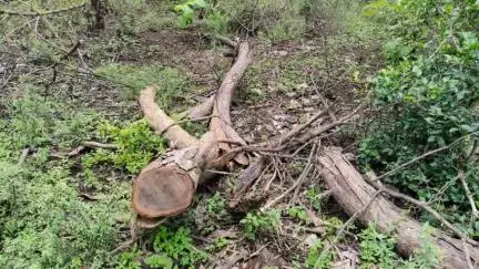 शमशाबाद: कोलुआ गांव के जंगल में भारी मात्रा में अवैध लकड़ी की कटाई