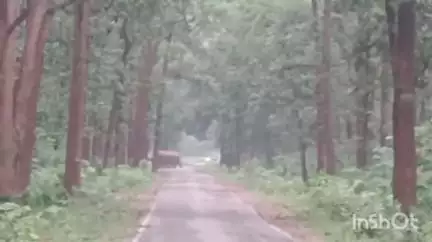 रायगढ़: रायगढ़ जिले के औरा नारा में हाथियों का दल दिखा, ग्रामीणों और किसानों में दहशत
