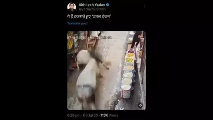 देवबंद: नानौता में दो सांडों की लड़ाई के वायरल वीडियो पर अखिलेश यादव ने ली चुटकी, X अकाउंट पर लिखा- ‘यह हैं टकराते हुए डबल इंजन