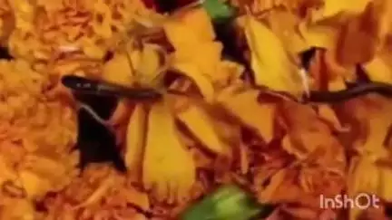 कांगड़ा: रानीताल नाग मंदिर में प्रकट हुए नाग देवता, दर्शन के लिए श्रद्धालुओं का लगा तांता
