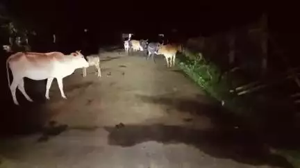 रीठी: रीठी तहसील क्षेत्र की सड़कों पर मवेशियों का जमावड़ा, दुर्घटना का बन रहे हैं कारण