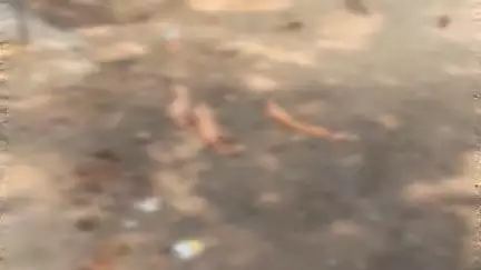 माधौगढ़: रामपुरा नगर में पशु चिकित्सालय के पास गंदगी का अम्बार, जानवरों पर उपयोग किए जाने वाले दस्ताने वहीं पड़े, वीडियो वायरल