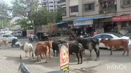 ઉમરગામ: દેહરી કોસ્ટલ હાઈવે પર વાહન અડફેટે બે ગાયના ઘટનાસ્થળે મોત